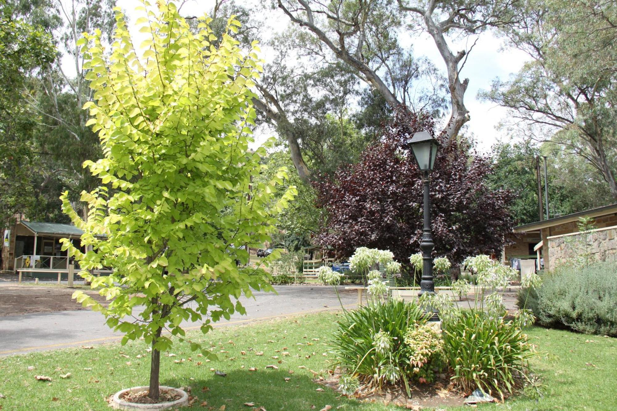 Adelaide Brownhill Creek Tourist Park Hotel Eksteriør billede